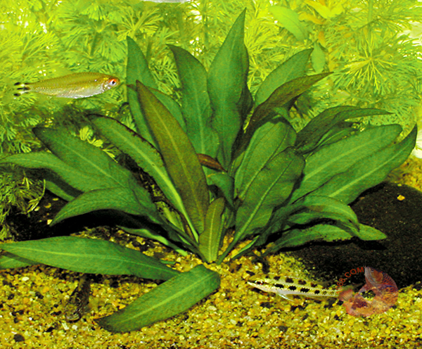 Cây Lưỡi Mác - Echinodorus Amazonicus là một trong những loài cây thủy sinh có sức sống tốt, được nhiều người chơi thủy sinh ưa chuộng. Nó có khả năng đạt tới chiều cao 50 cm trong điều kiện môi trường nước thích hợp. 